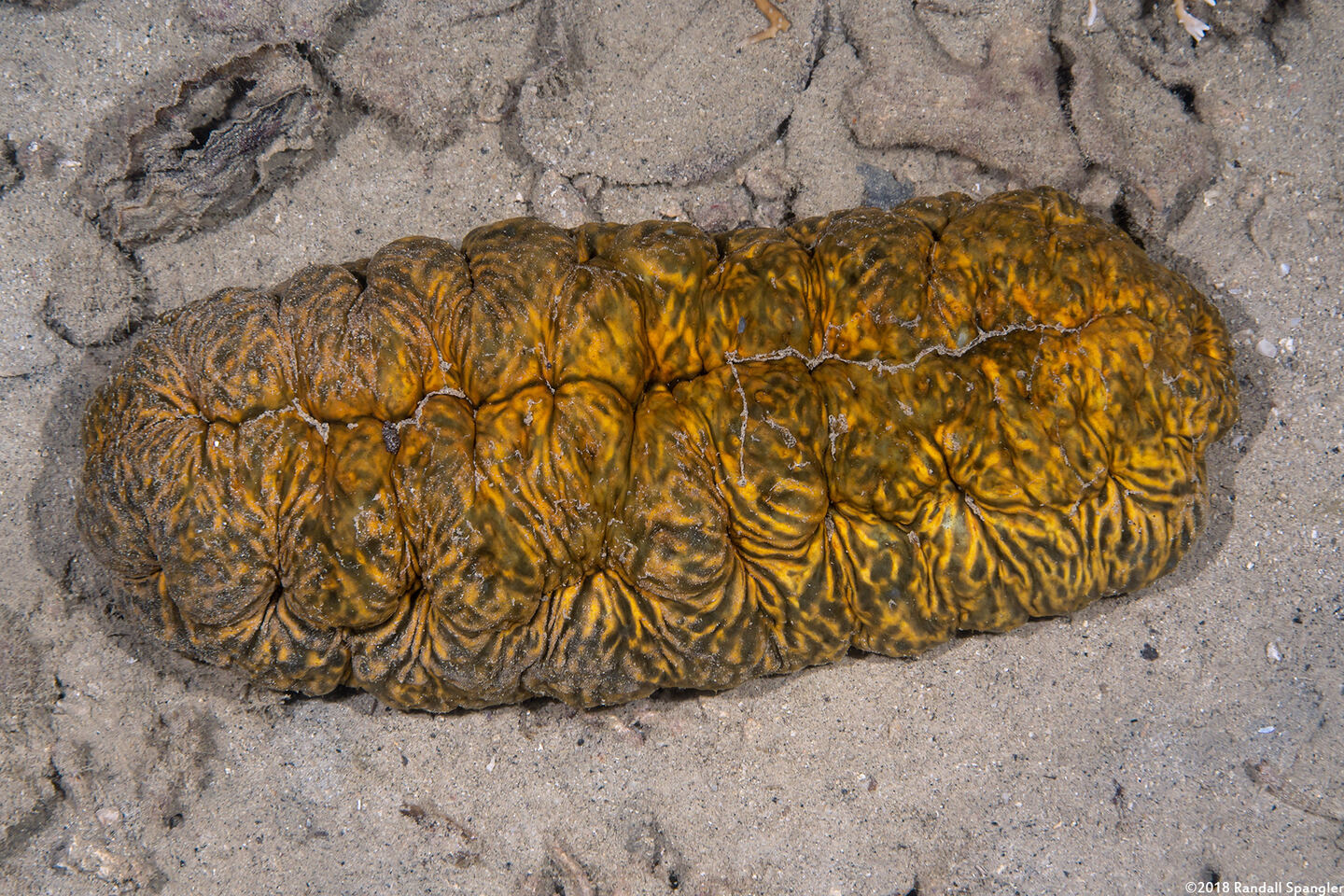 Stichopus vastus (Brown Curryfish Sea Cucumber)