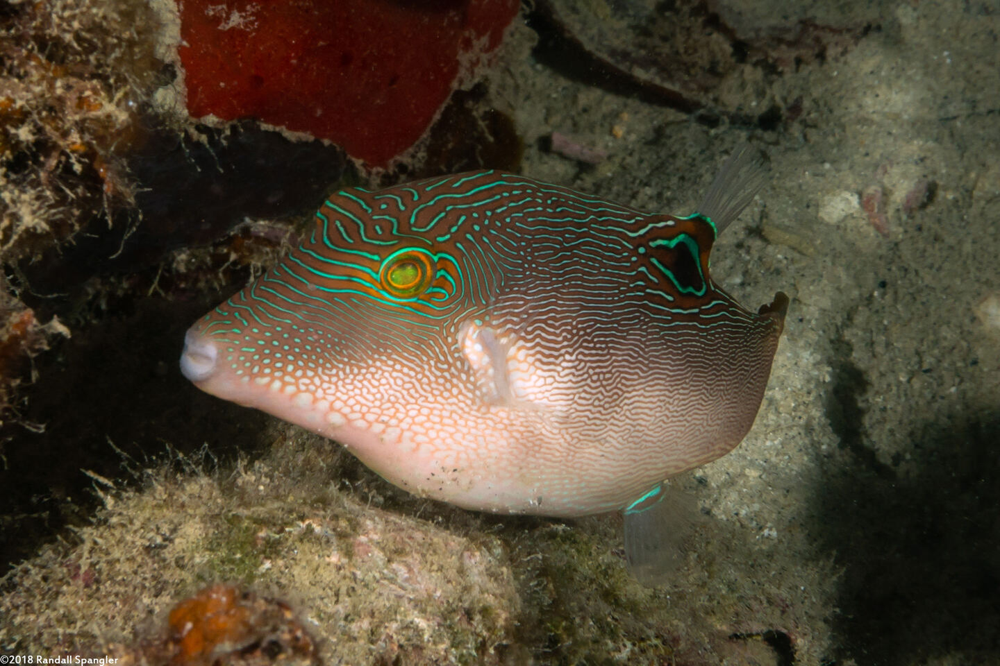 Canthigaster compressa (Fingerprint Toby)