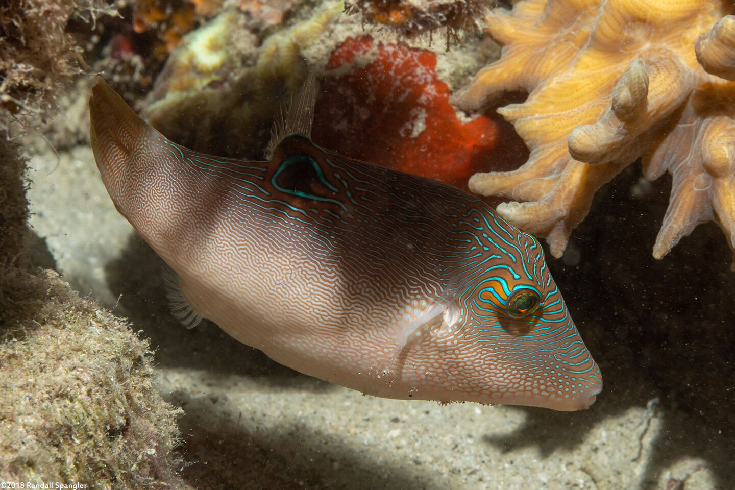 Canthigaster compressa (Fingerprint Toby)
