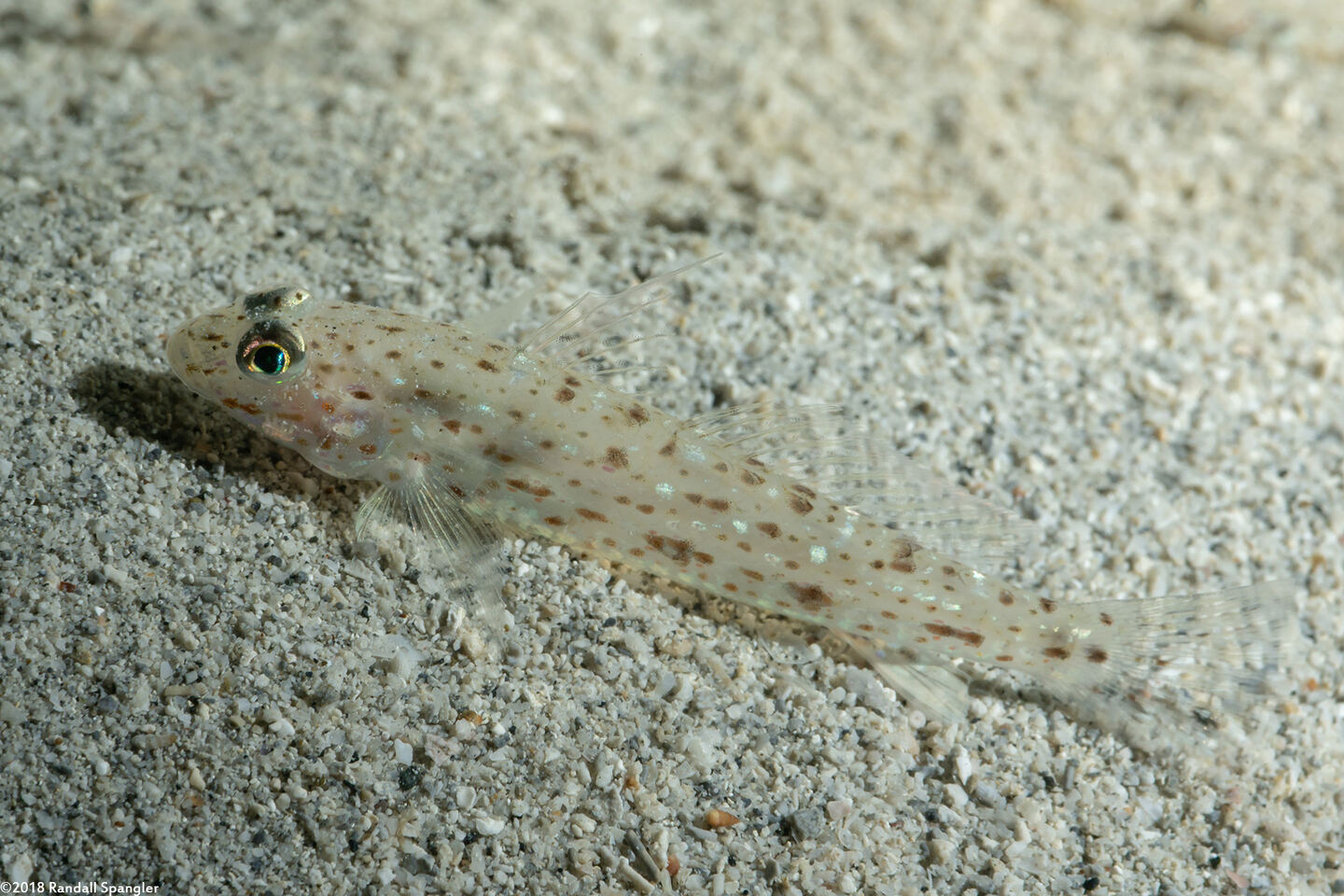 Favonigobius reichei (Threadfin Sandgoby)