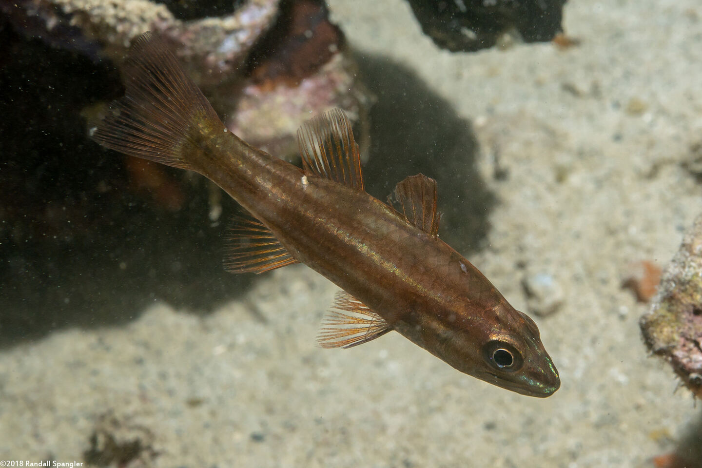 Ostorhinchus moluccensis (Moluccan Cardinalfish)