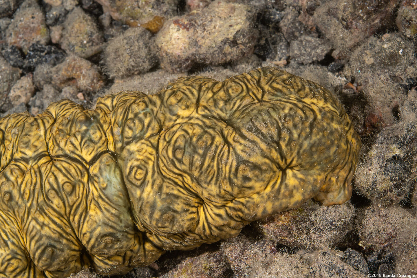 Stichopus vastus (Brown Curryfish Sea Cucumber)