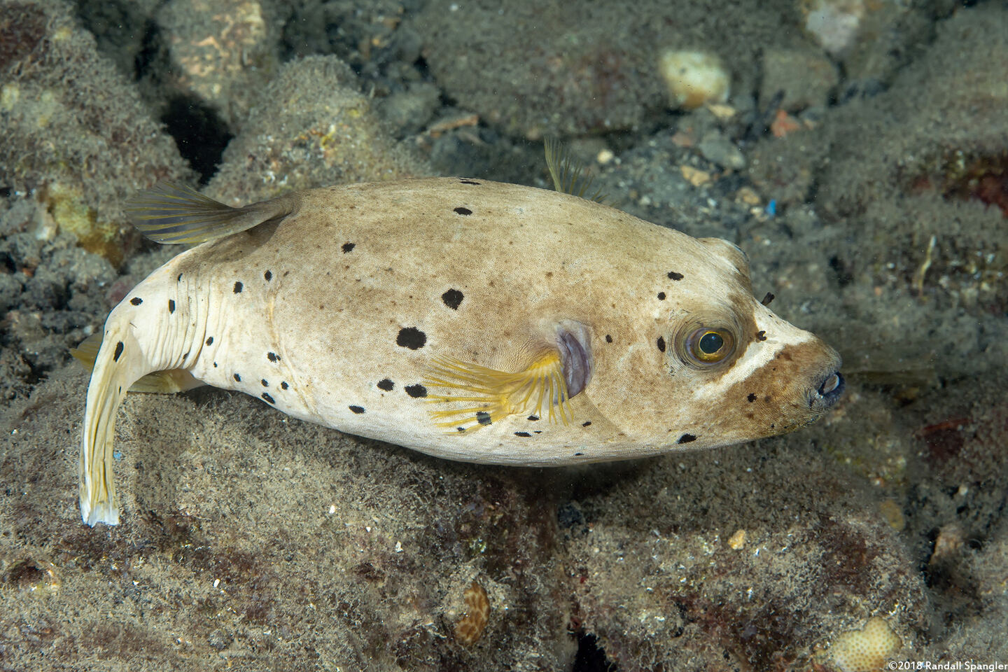 Arothron nigropunctatus (Blackspotted Puffer)
