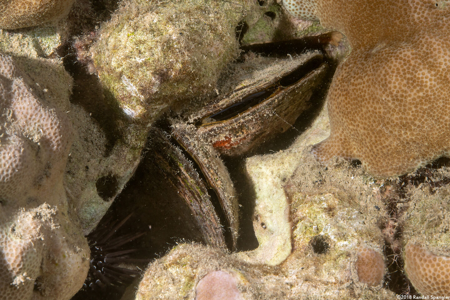 Septifer bilocularis (Box Mussel)