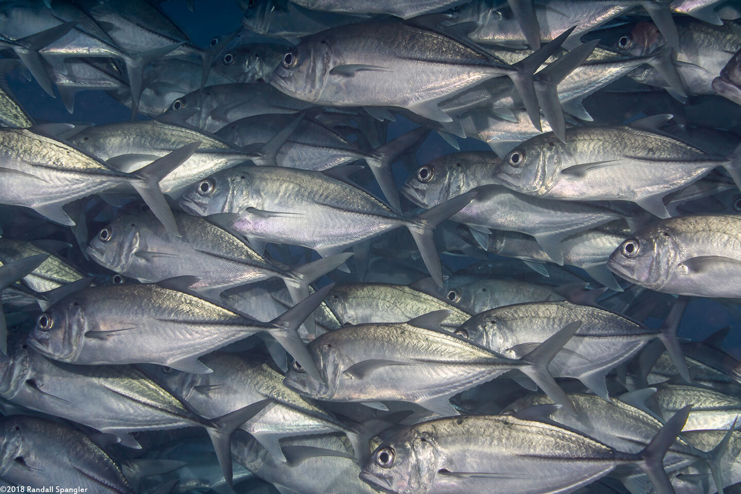 Caranx sexfasciatus (Bigeye Trevally)