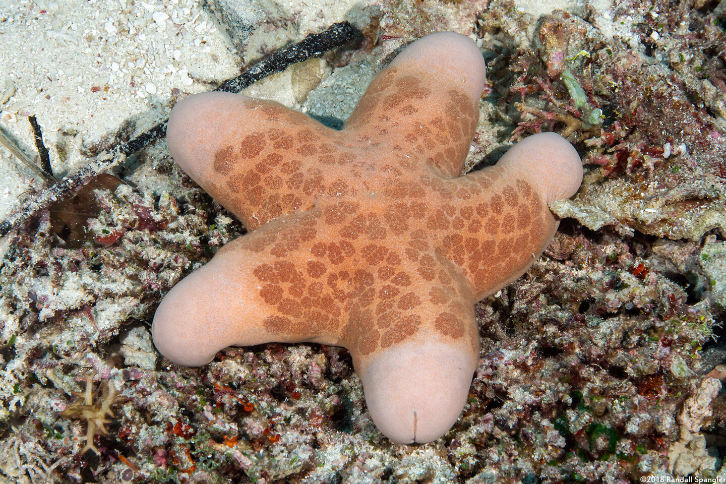 Choriaster granulatus (Granular Sea Star)