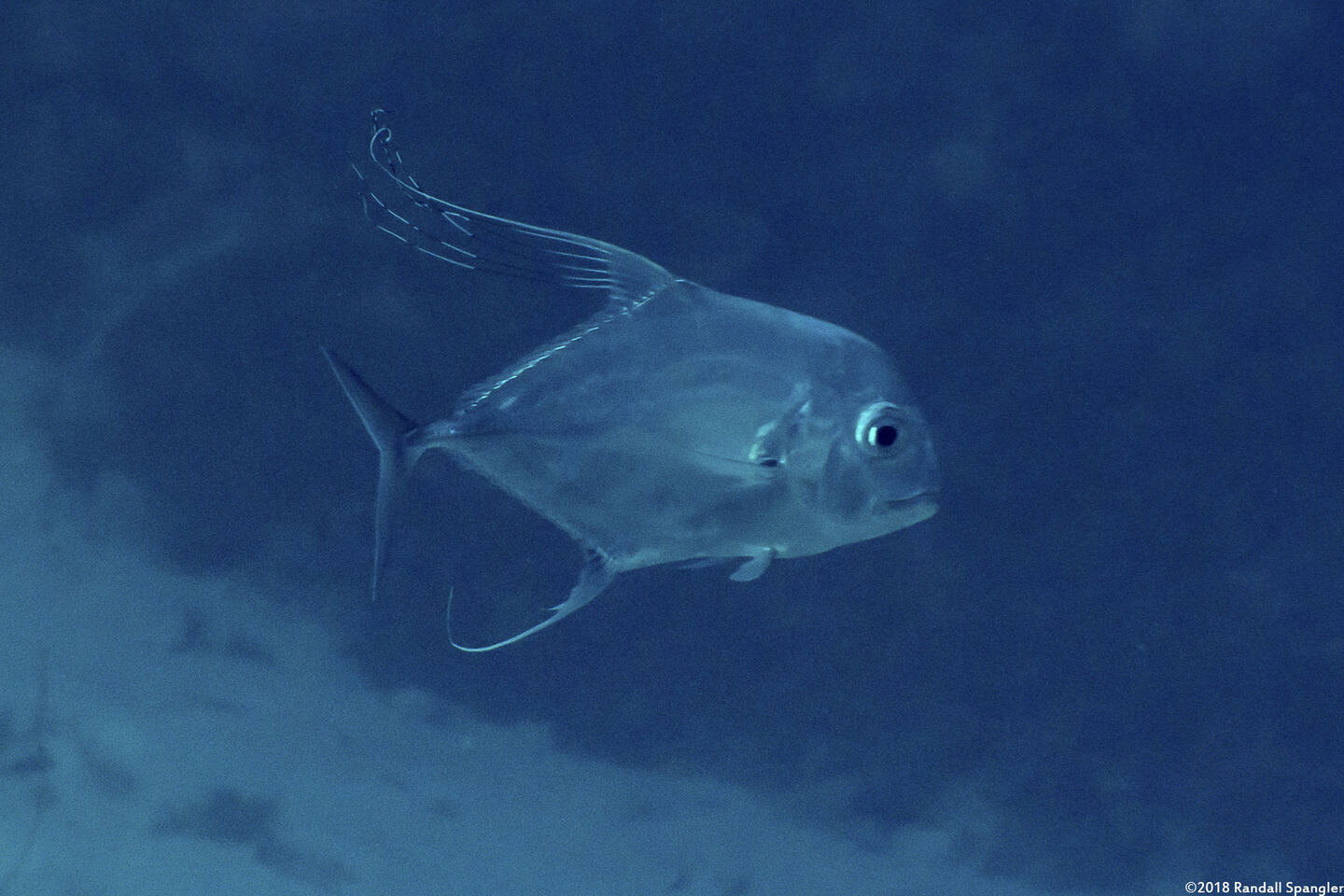 Alectis ciliaris (Threadfin Jack)