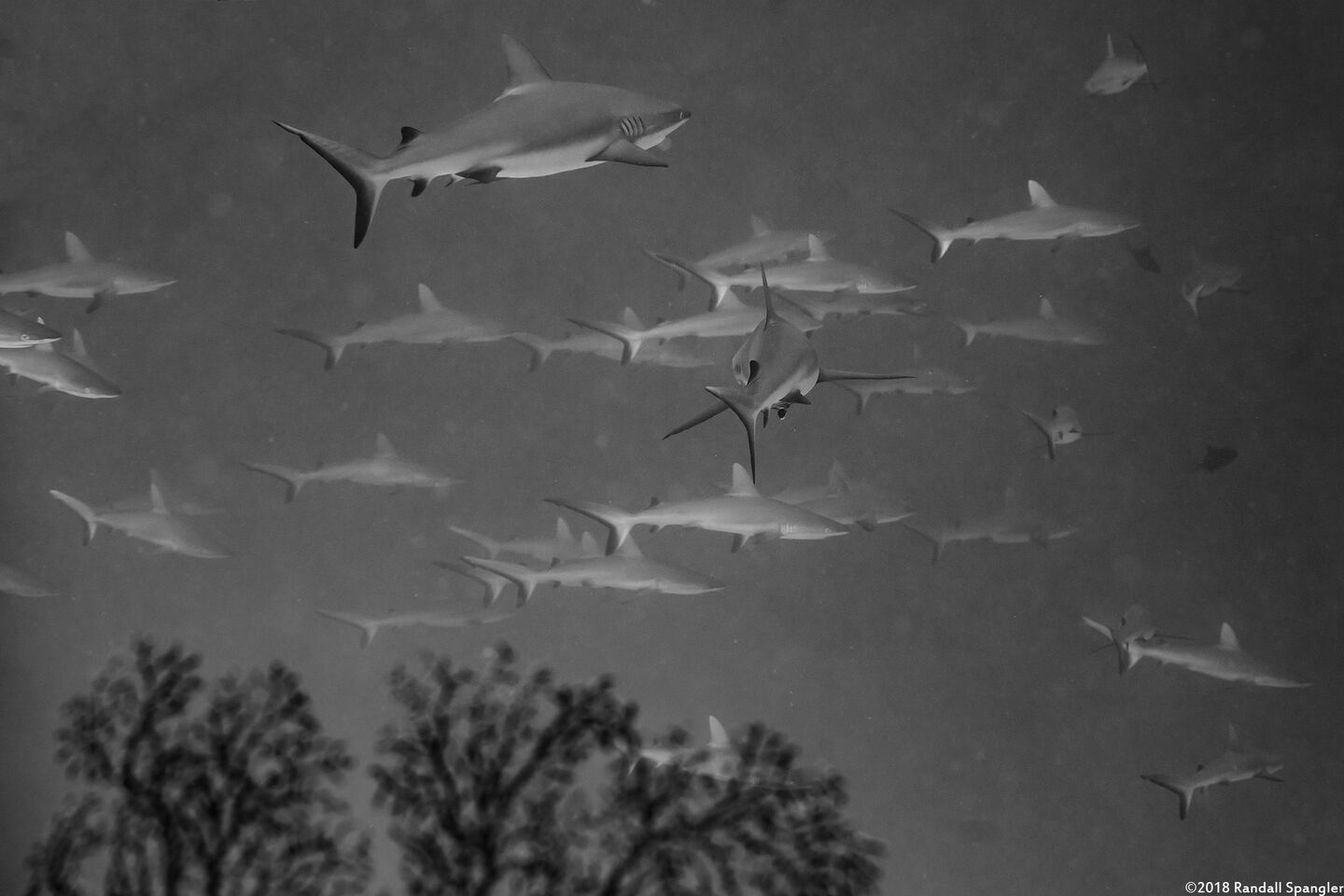Carcharhinus amblyrhynchos (Gray Reef Shark); School of sharks