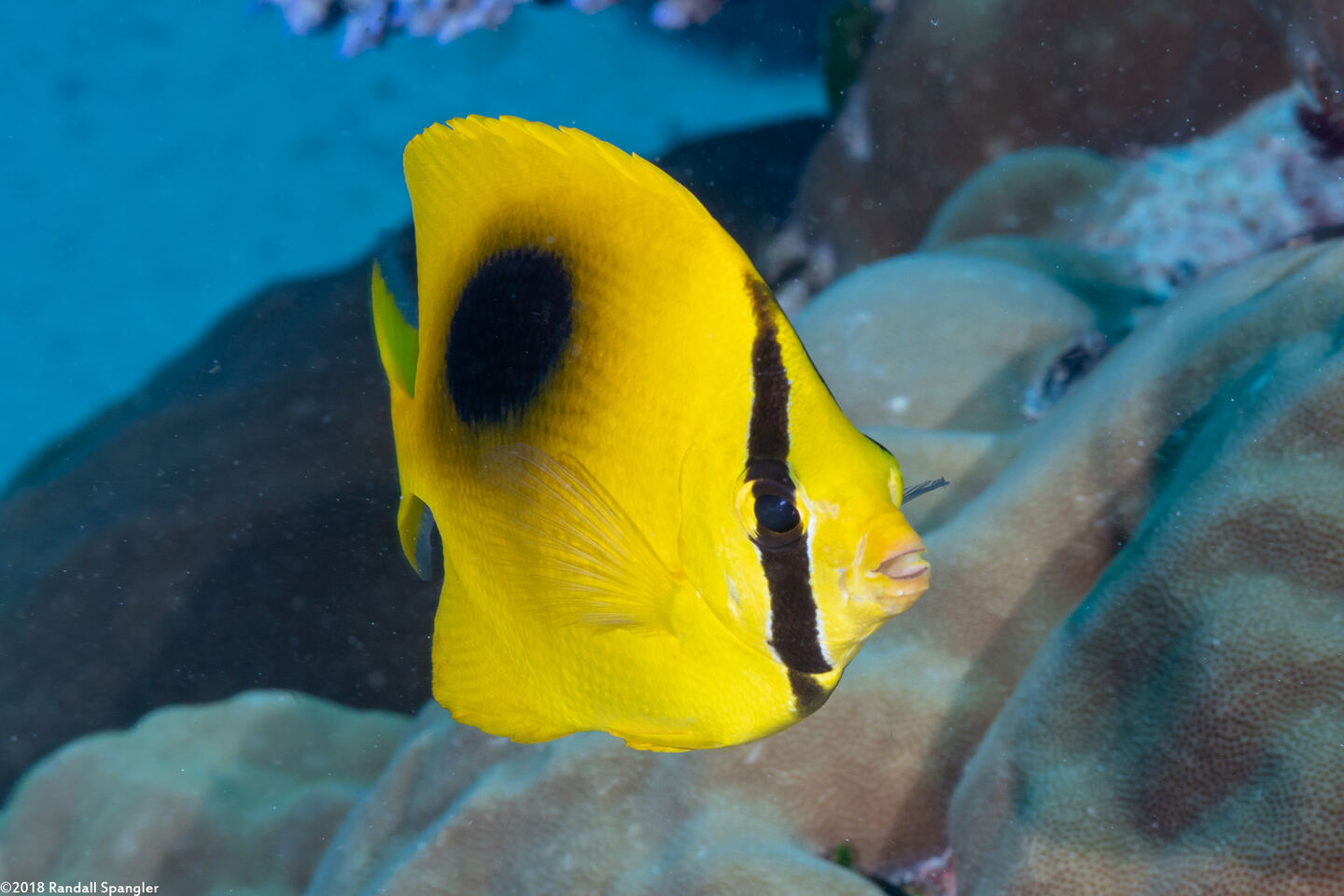 Chaetodon speculum (Oval-Spot Butterflyfish)
