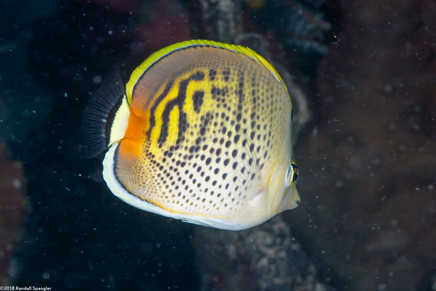 Chaetodon punctatofasciatus (Spot-Banded Butterflyfish)