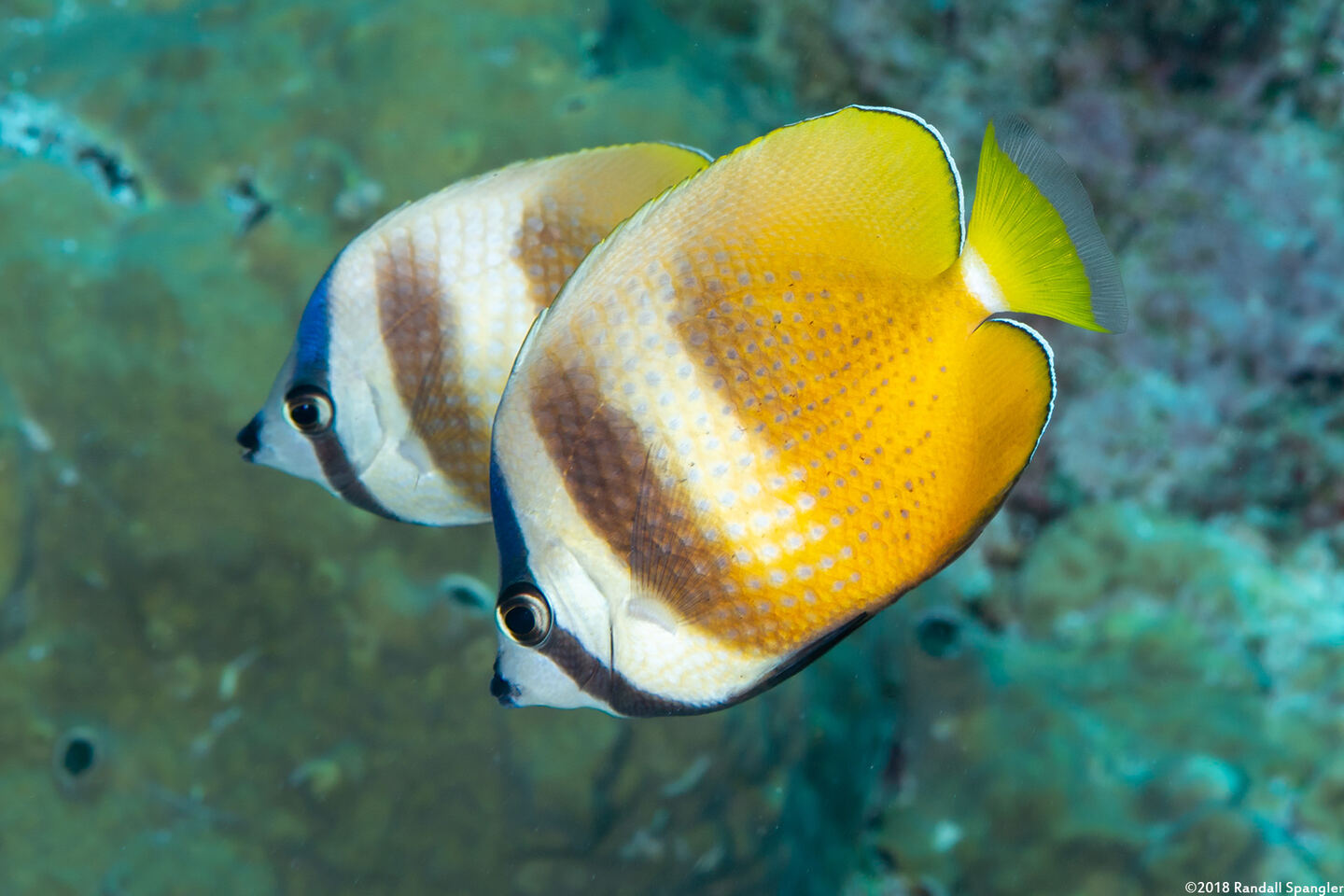 Chaetodon kleinii (Blacklip Butterflyfish)