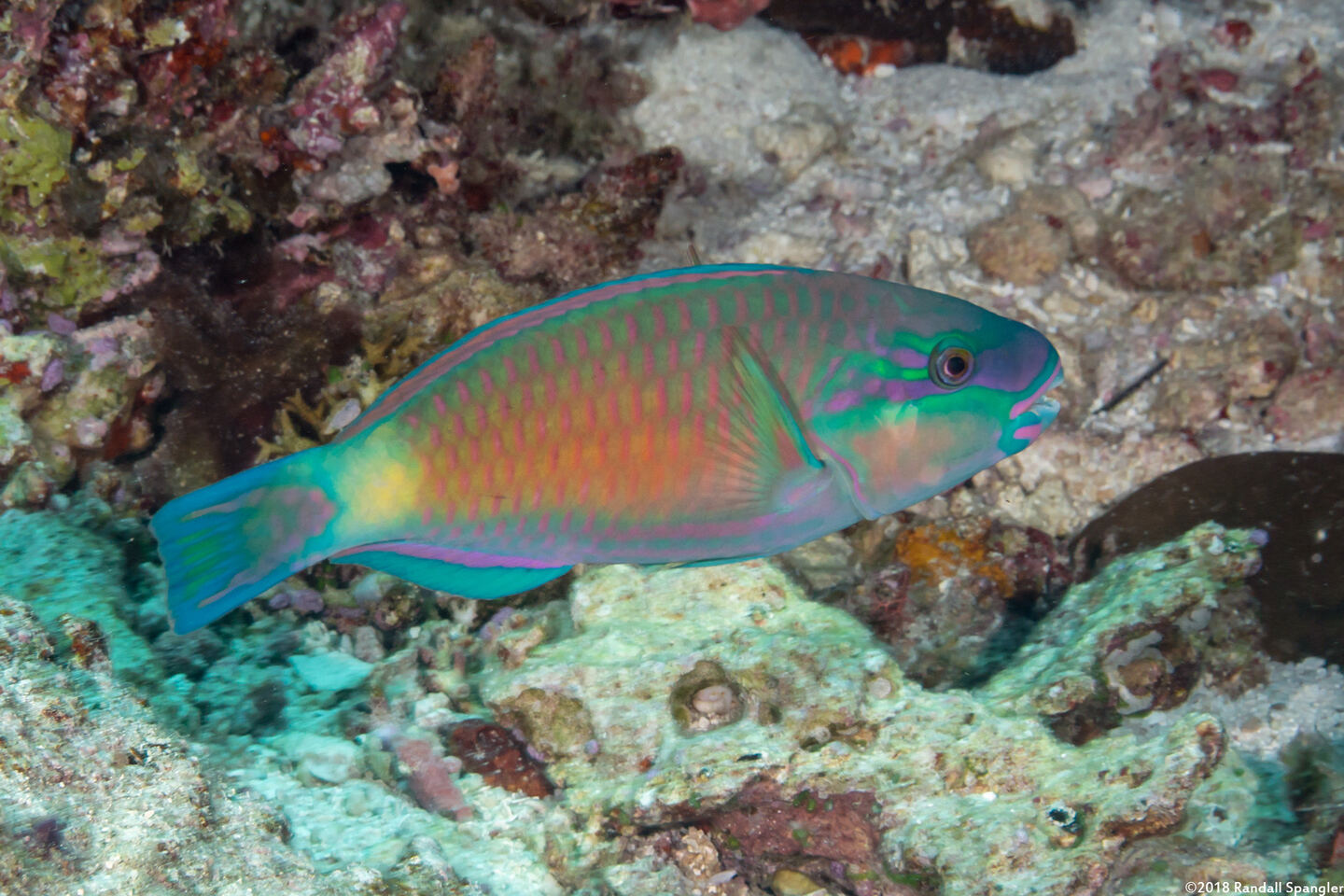 Chlorurus spilurus (Bullethead Parrotfish)