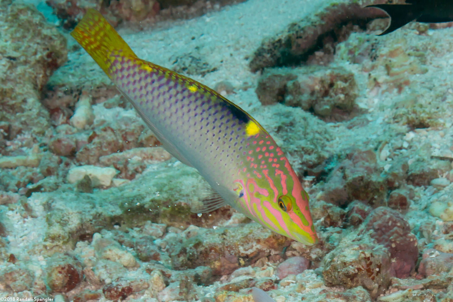 Halichoeres hortulanus (Checkerboard Wrasse)