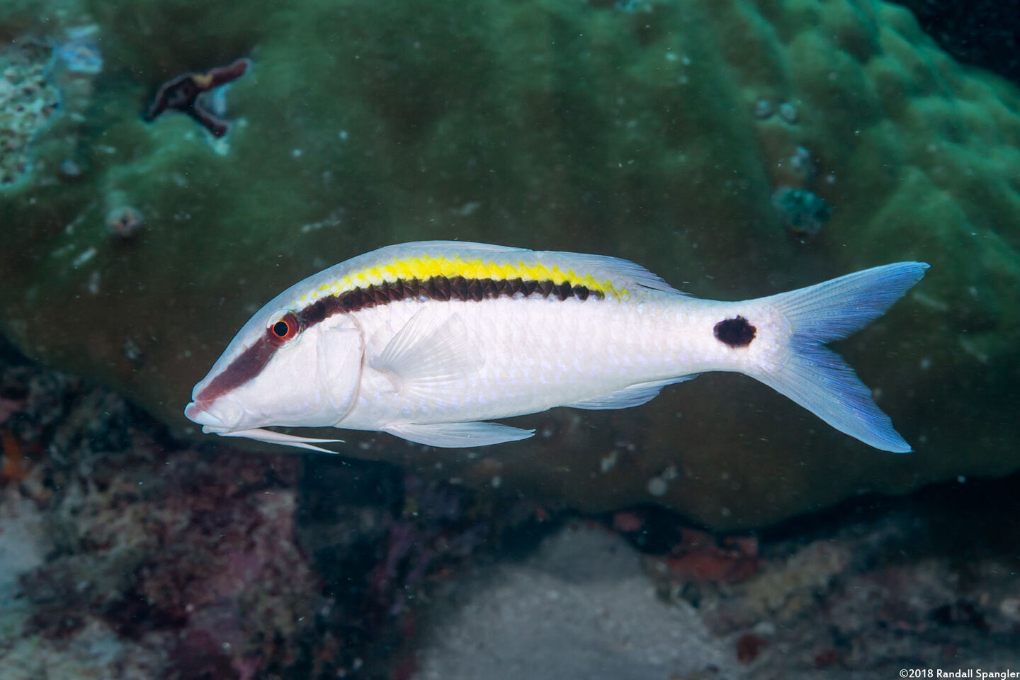 Parupeneus barberinus (Dash-Dot Goatfish)