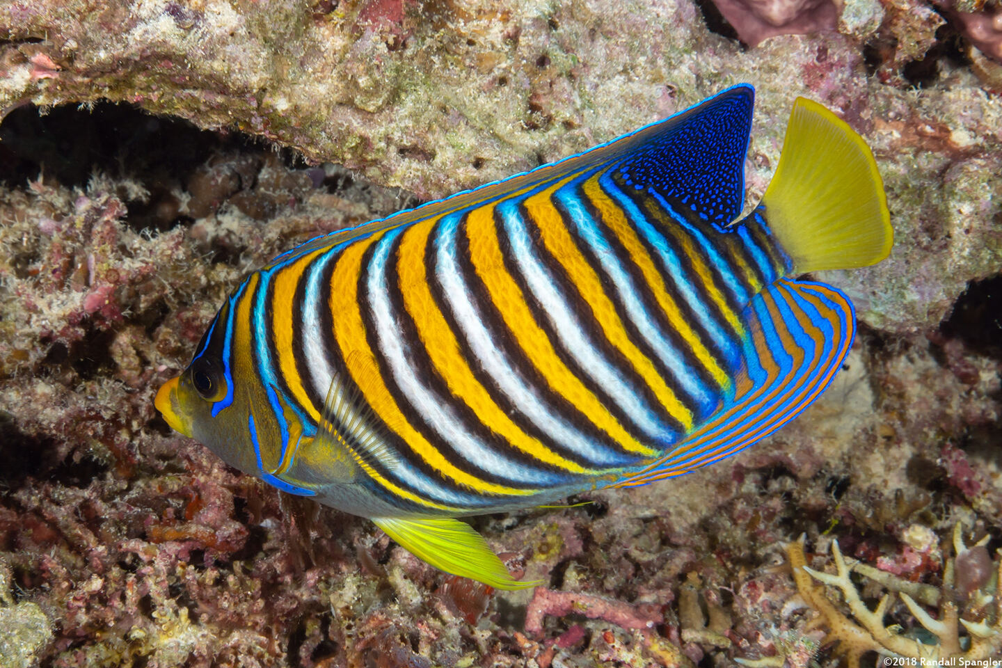 Pygoplites diacanthus (Regal Angelfish)