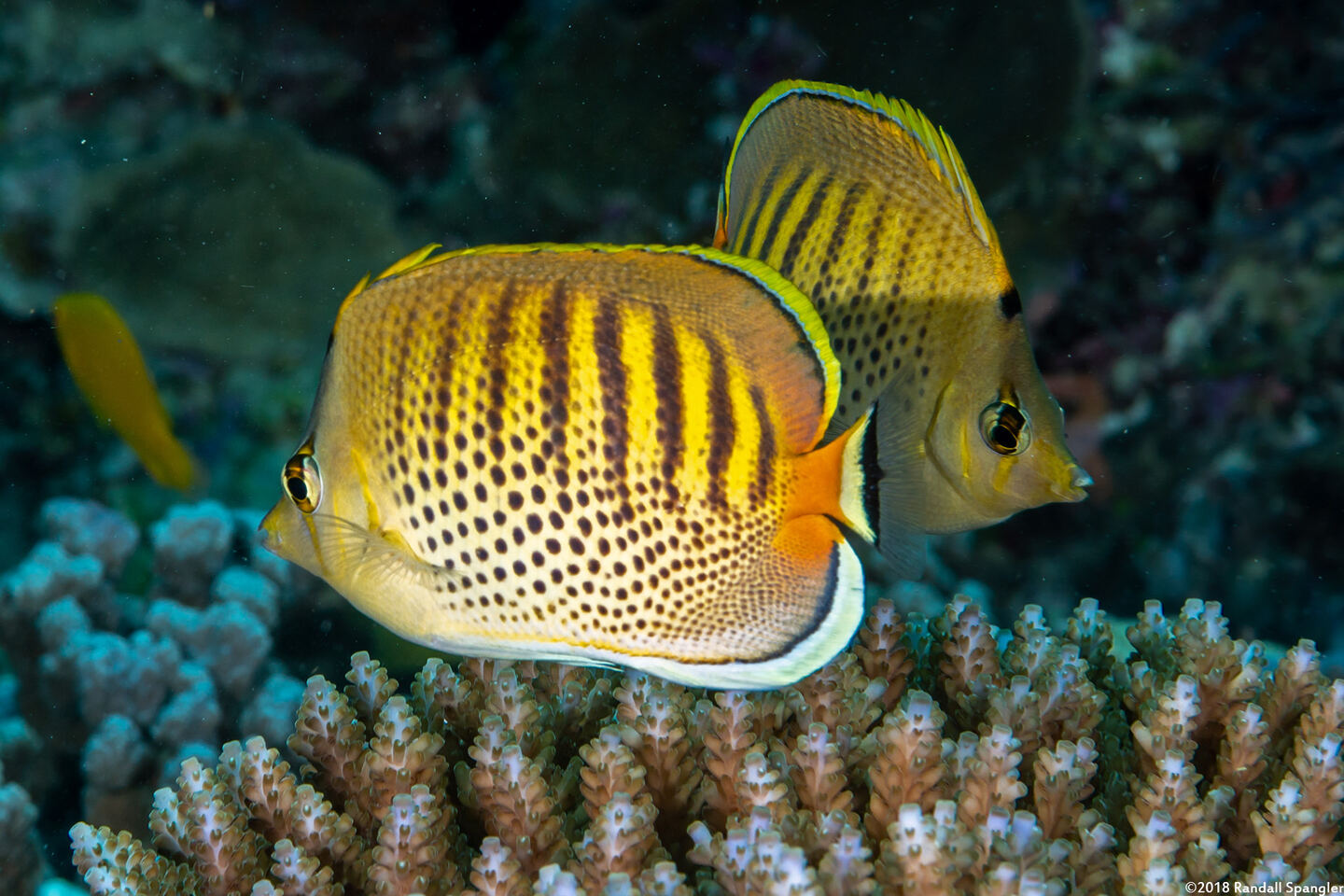 Chaetodon punctatofasciatus (Spot-Banded Butterflyfish)