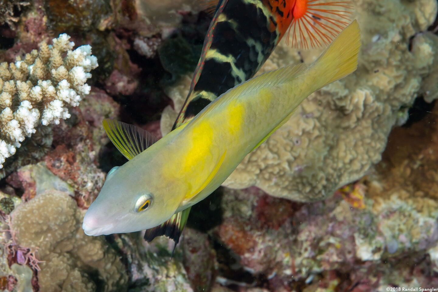 Scarus dimidiatus (Yellow-Barred Parrotfish)