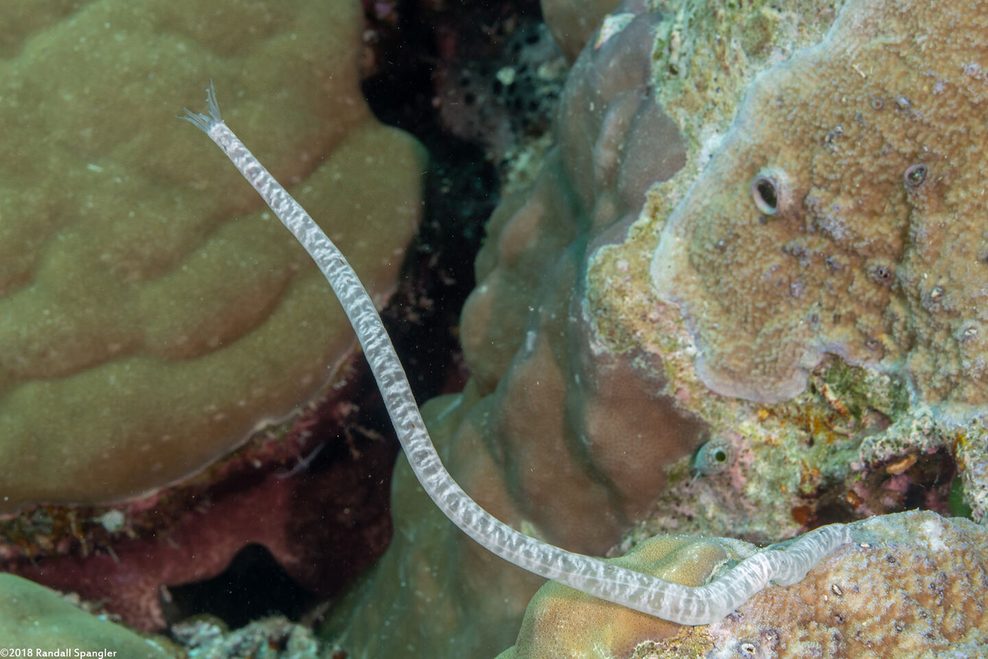 Synaptula sp.2 (Synaptula sp.2)