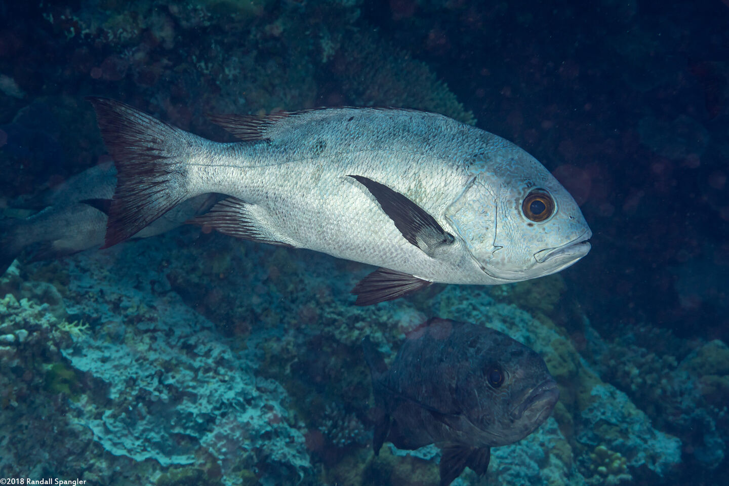Macolor niger (Black Snapper)