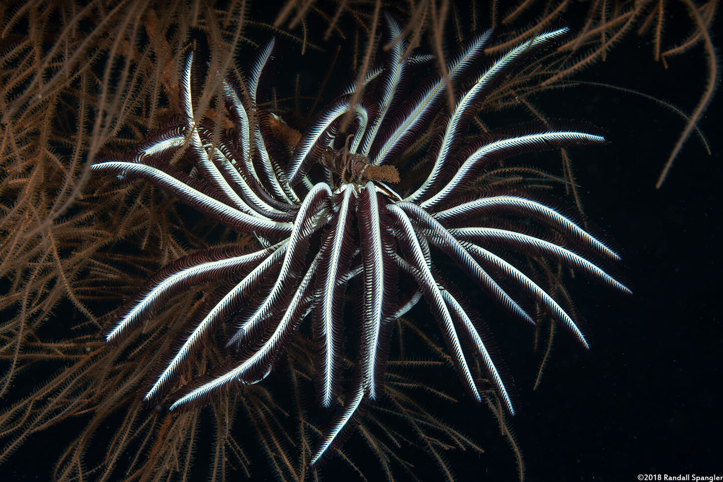 Cenometra bella (Beautiful Feather Star)