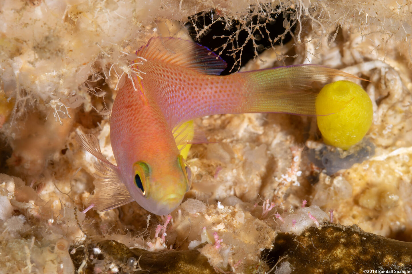 Pseudanthias randalli (Randall's Anthias)