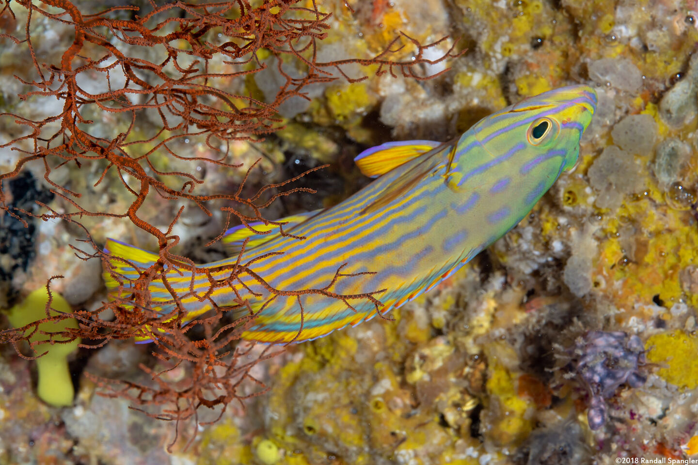 Cephalopholis polleni (Harlequin Grouper)