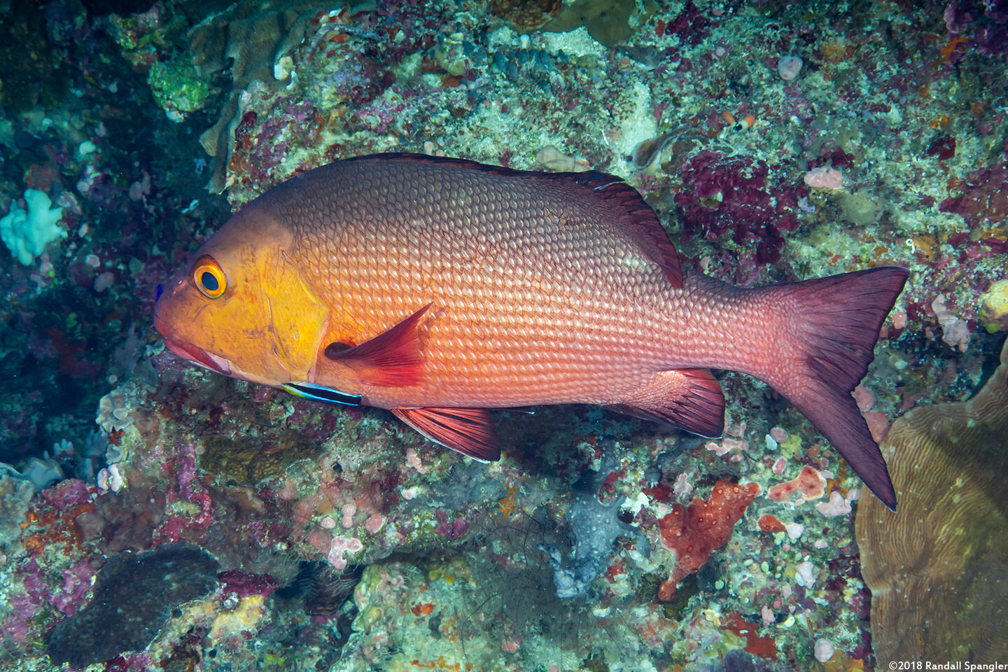 Lutjanus bohar (Red Snapper)