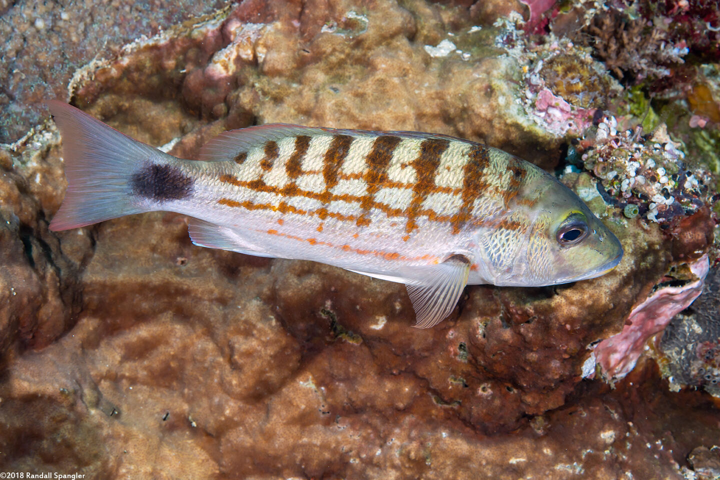 Lutjanus decussatus (Checkered Snapper)