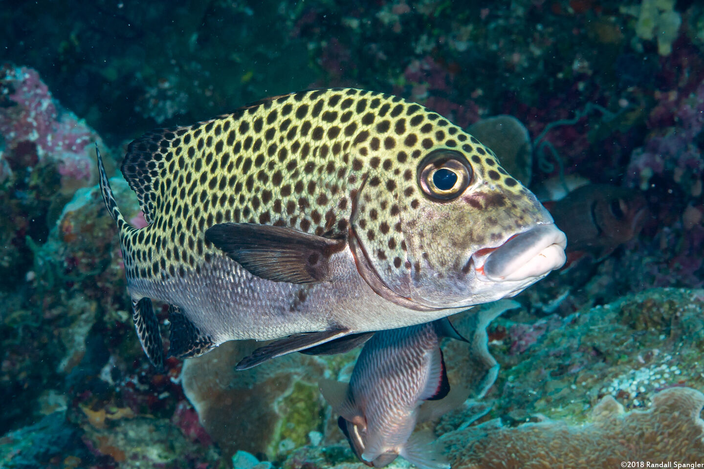 Plectorhinchus chaetodonoides (Many-Spotted Sweetlips)