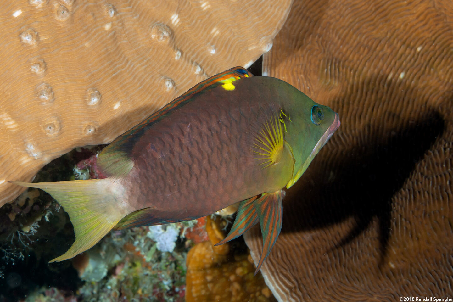 Epibulus brevis (Latent Slingjaw Wrasse)