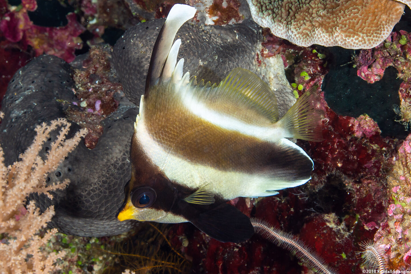 Heniochus chrysostomus (Pennant Bannerfish)