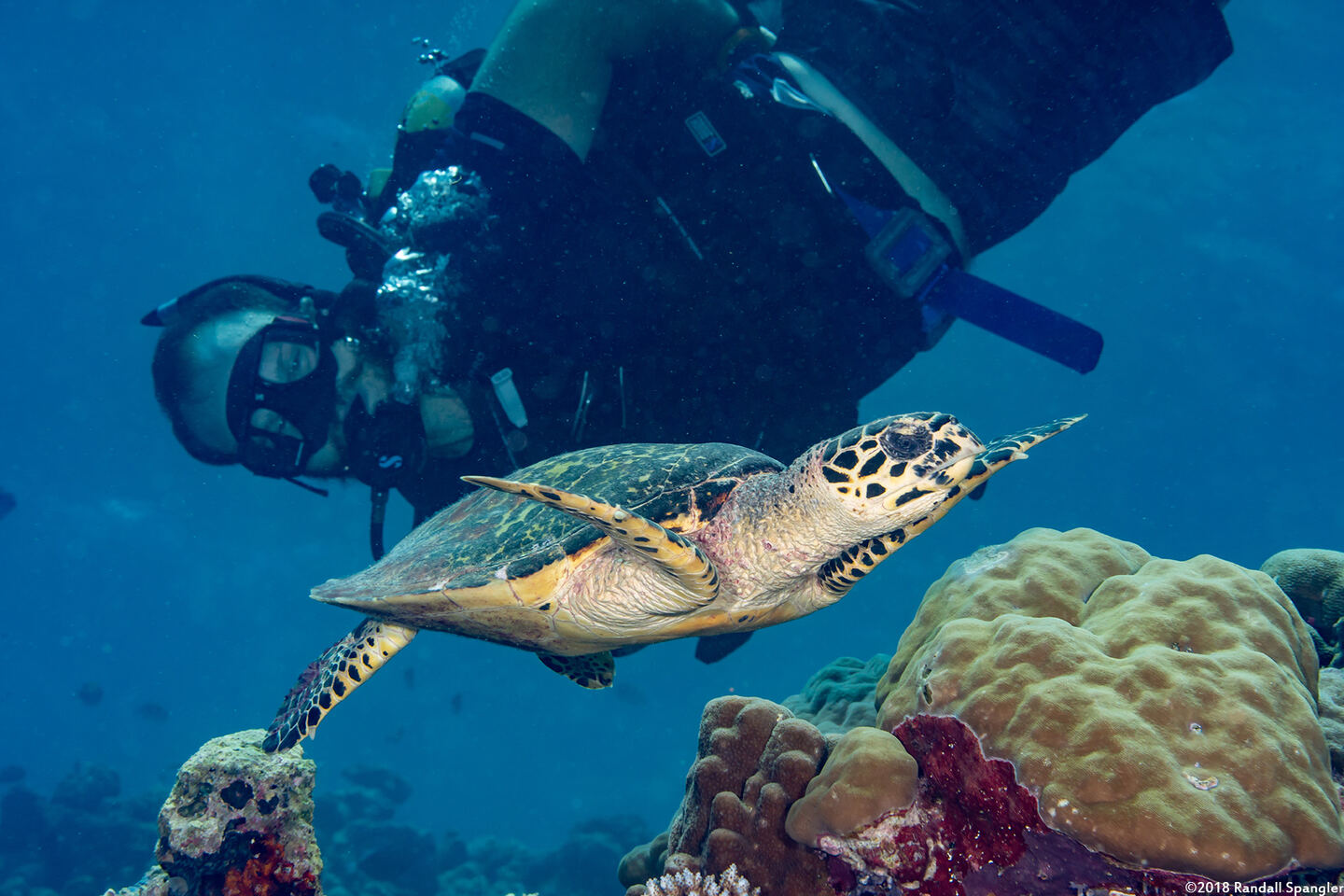 Eretmochelys imbricata (Hawksbill Turtle)