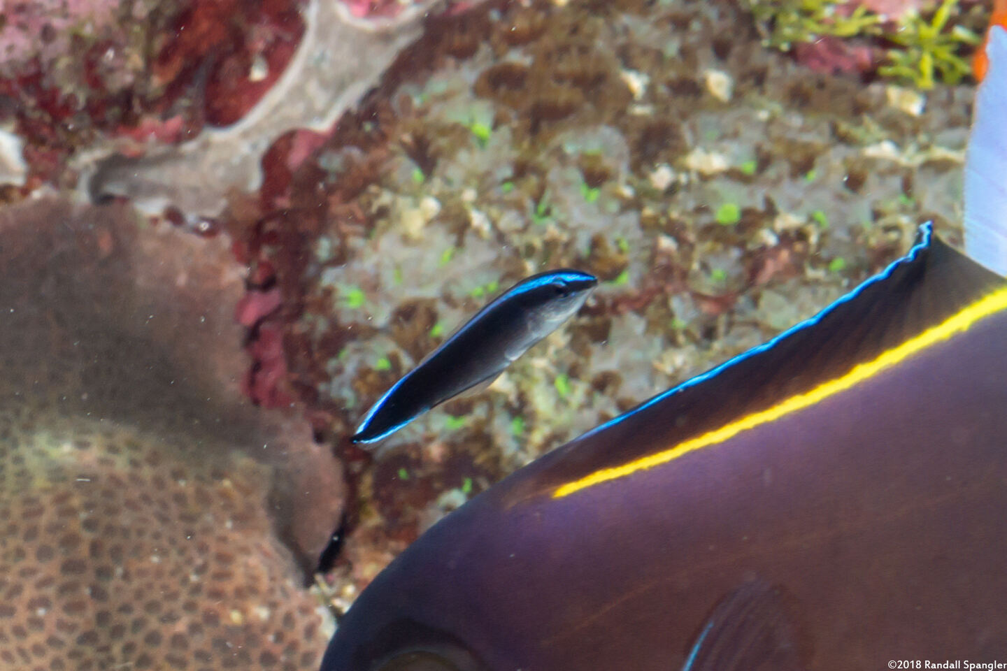 Labroides dimidiatus (Bluestreak Cleaner Wrasse)