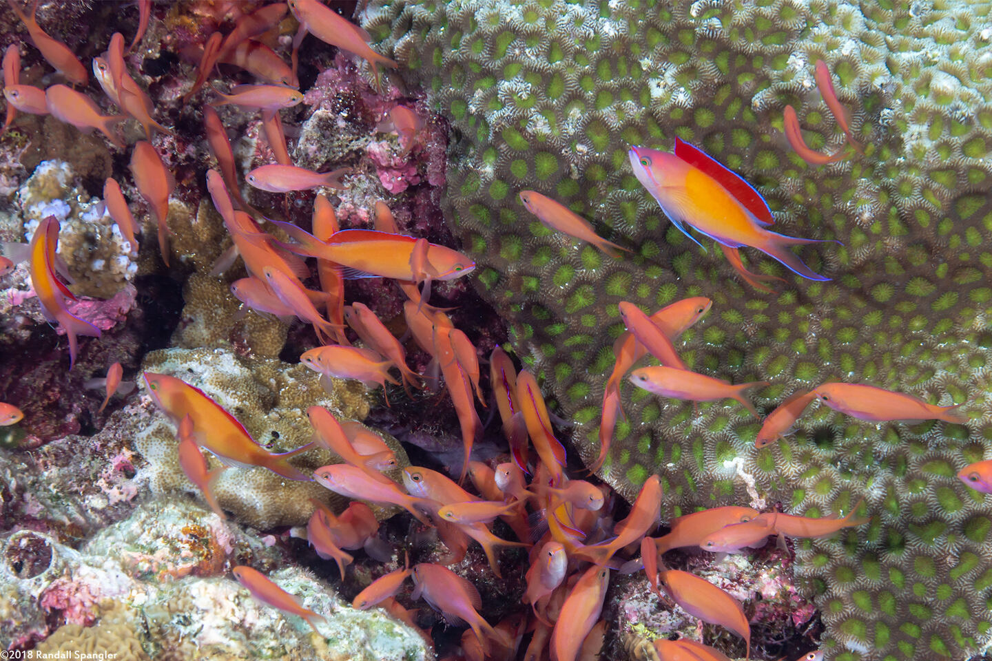 Pseudanthias dispar (Redfin Anthias)