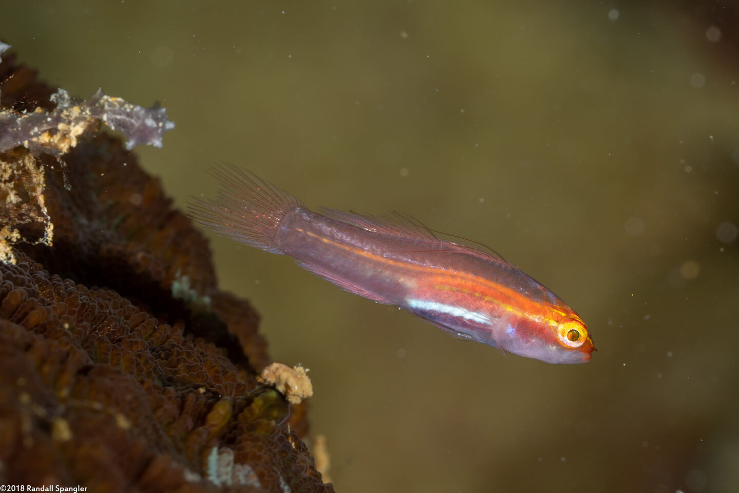 Eviota atriventris (Neon Dwarfgoby)