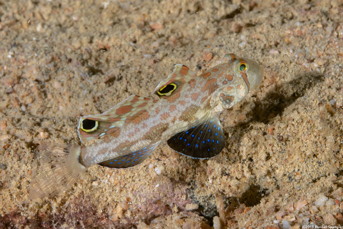 Signigobius biocellatus (Signal Goby)