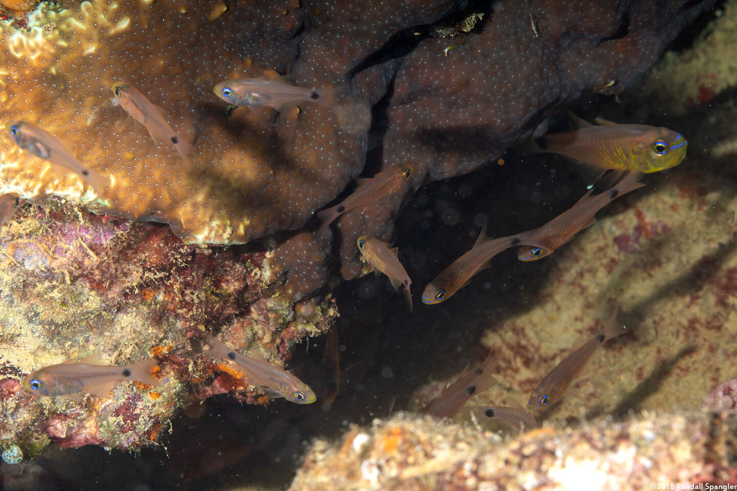 Taeniamia fucata (Orangelined Cardinalfish)