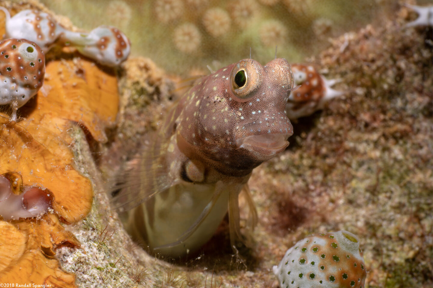 Salarias segmentatus (Segmented Blenny)
