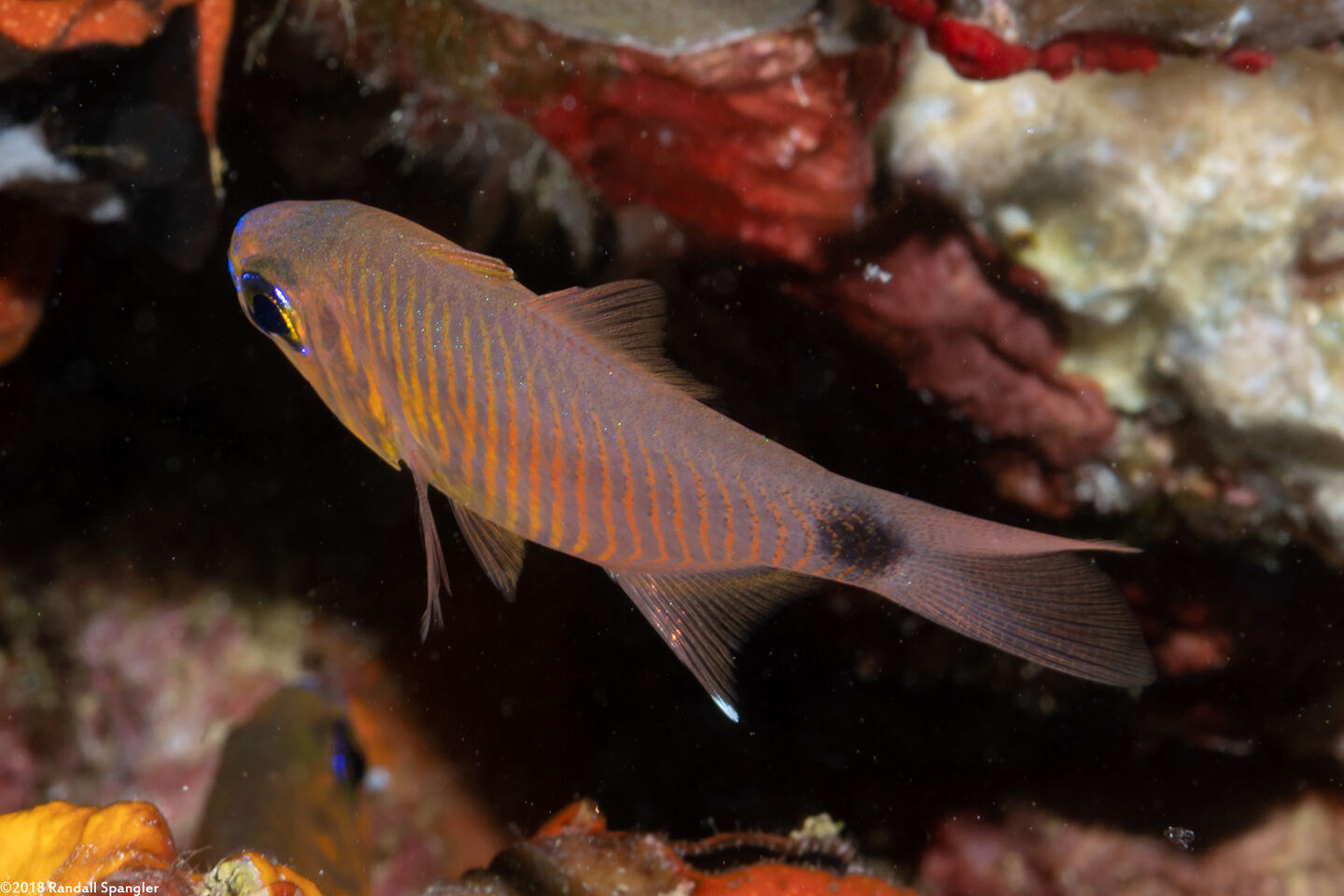 Taeniamia fucata (Orangelined Cardinalfish)