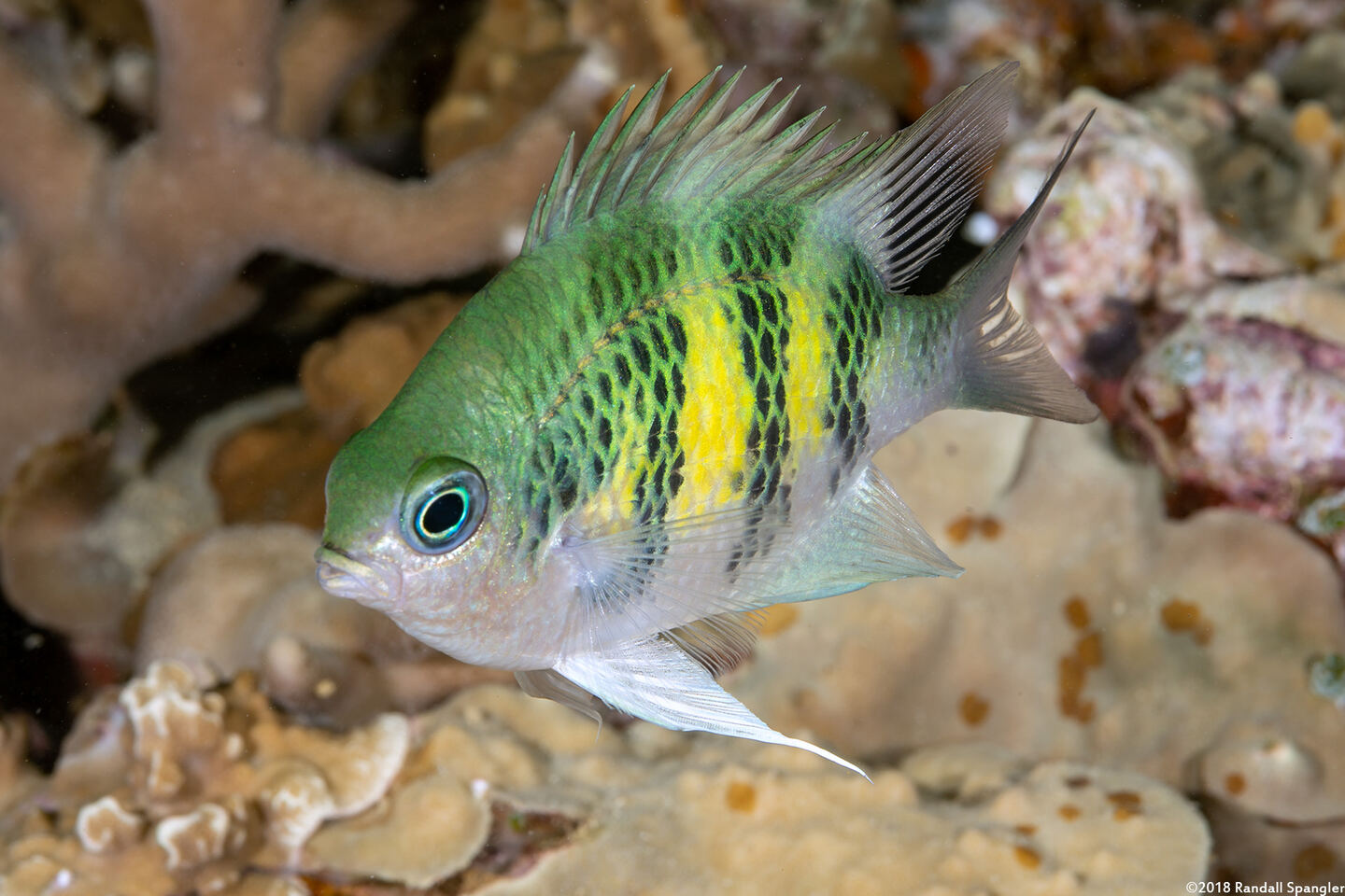 Amblyglyphidodon curacao (Staghorn Damsel)