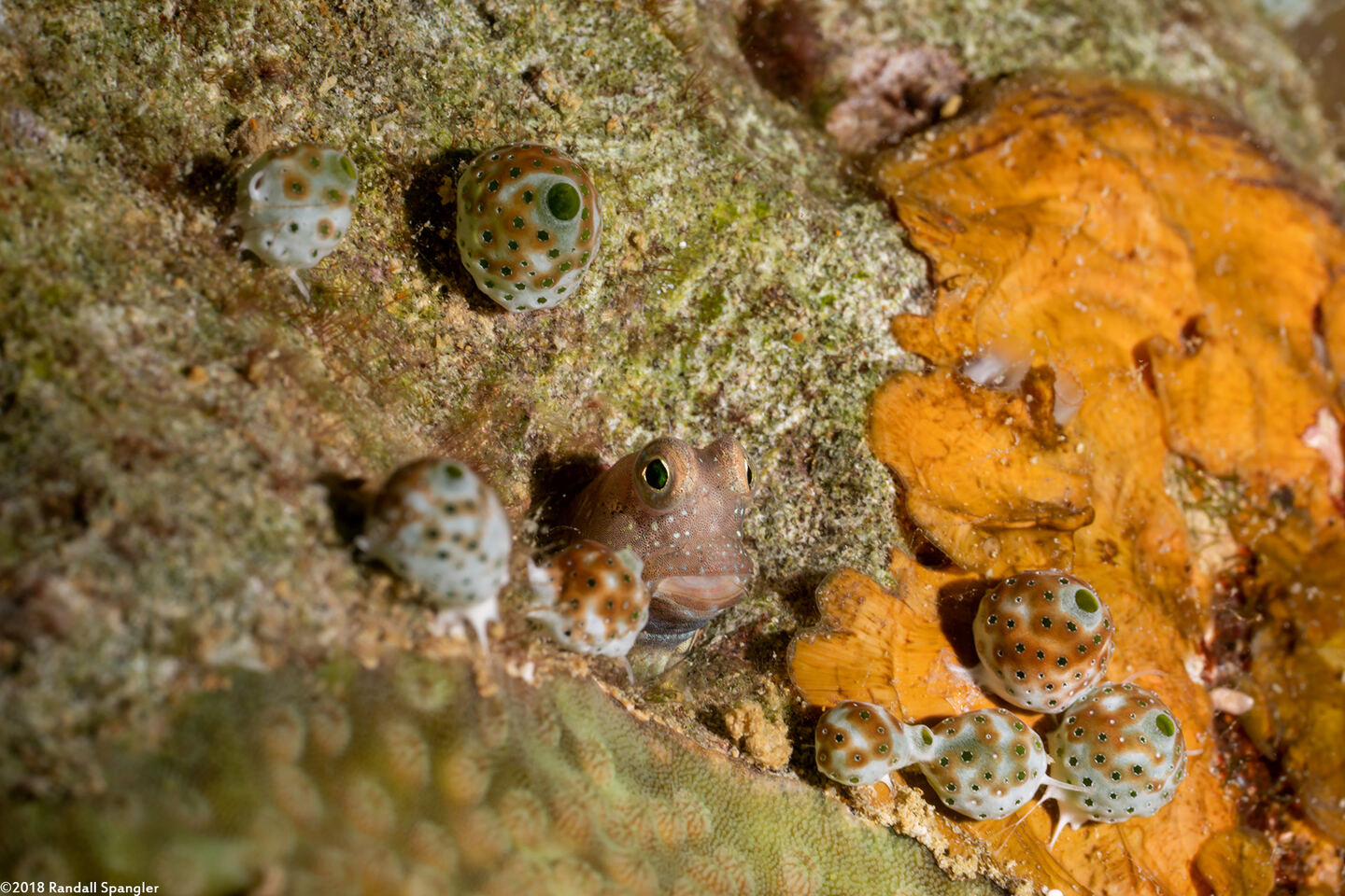 Salarias segmentatus (Segmented Blenny)