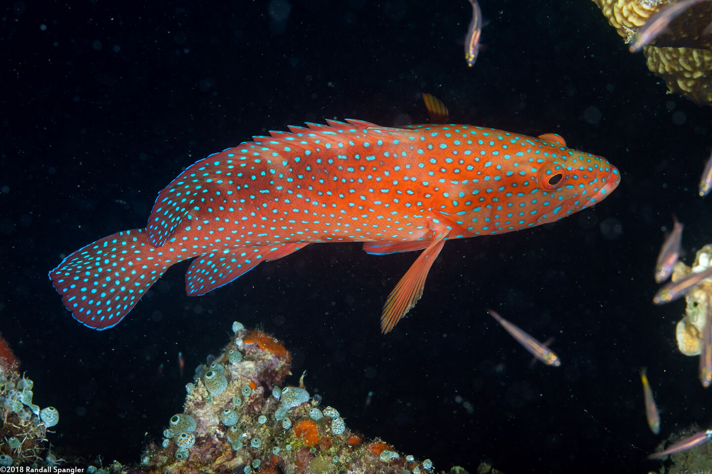 Cephalopholis miniata (Coral Grouper)