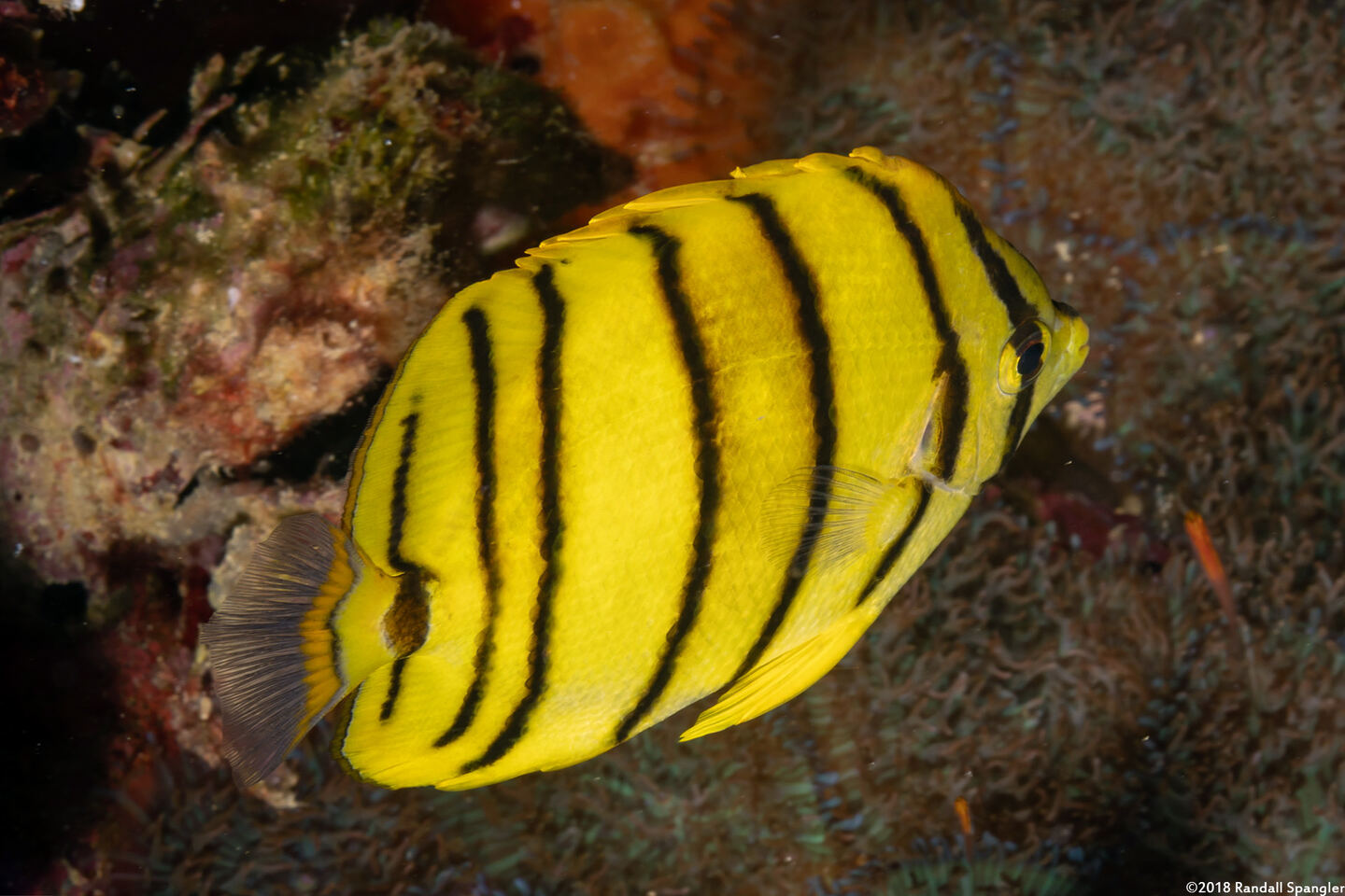 Chaetodon octofasciatus (Eight-Banded Butterflyfish)