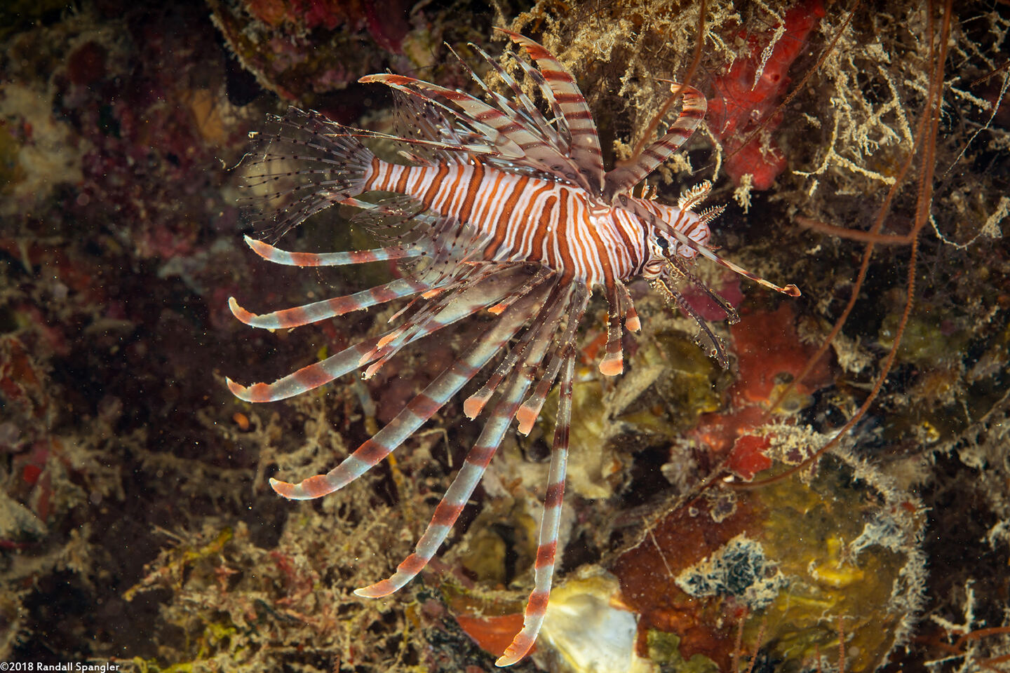 Pterois volitans (Red Lionfish)