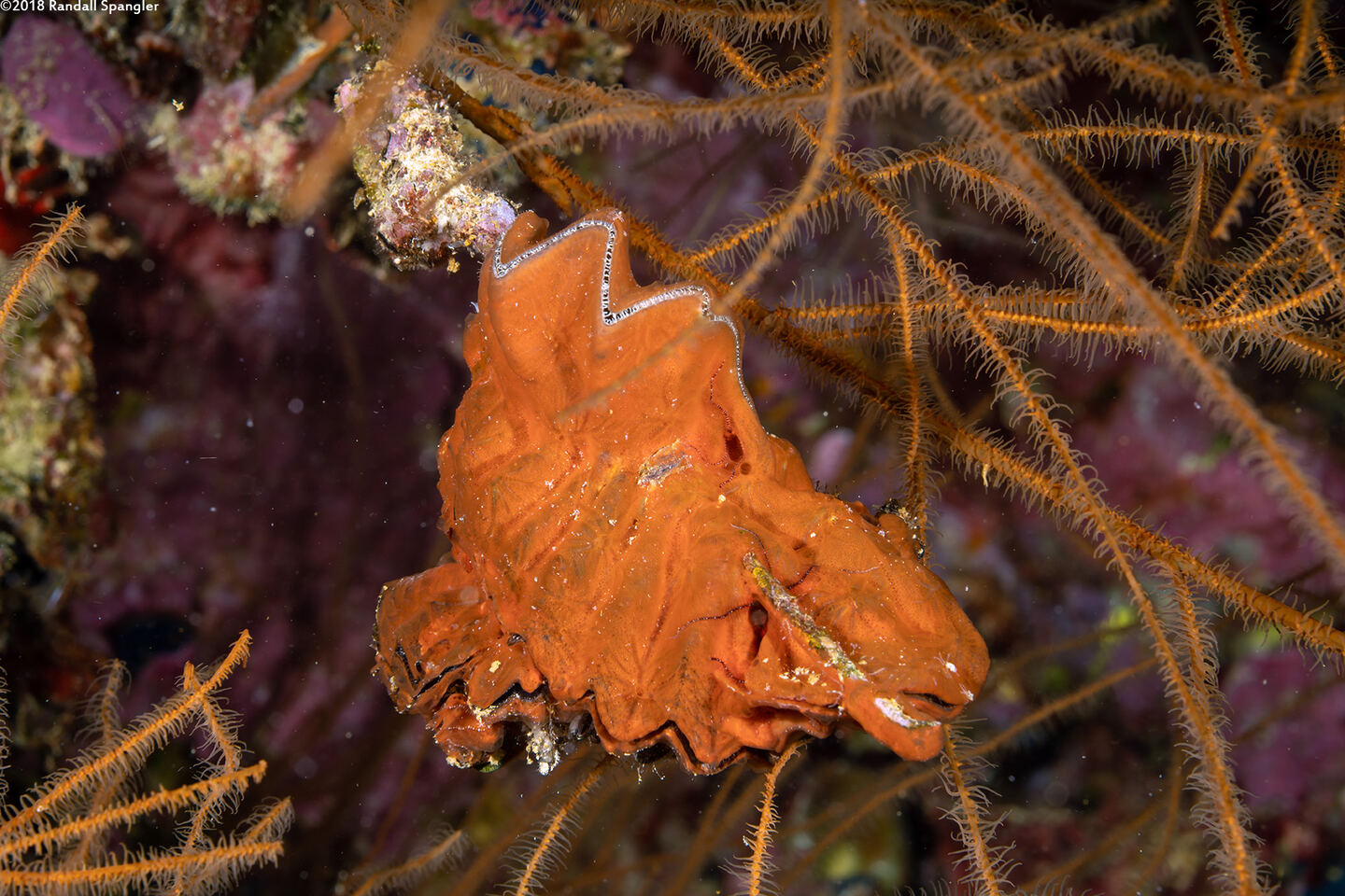 Lopha cristagalli (Cock's Comb Oyster)