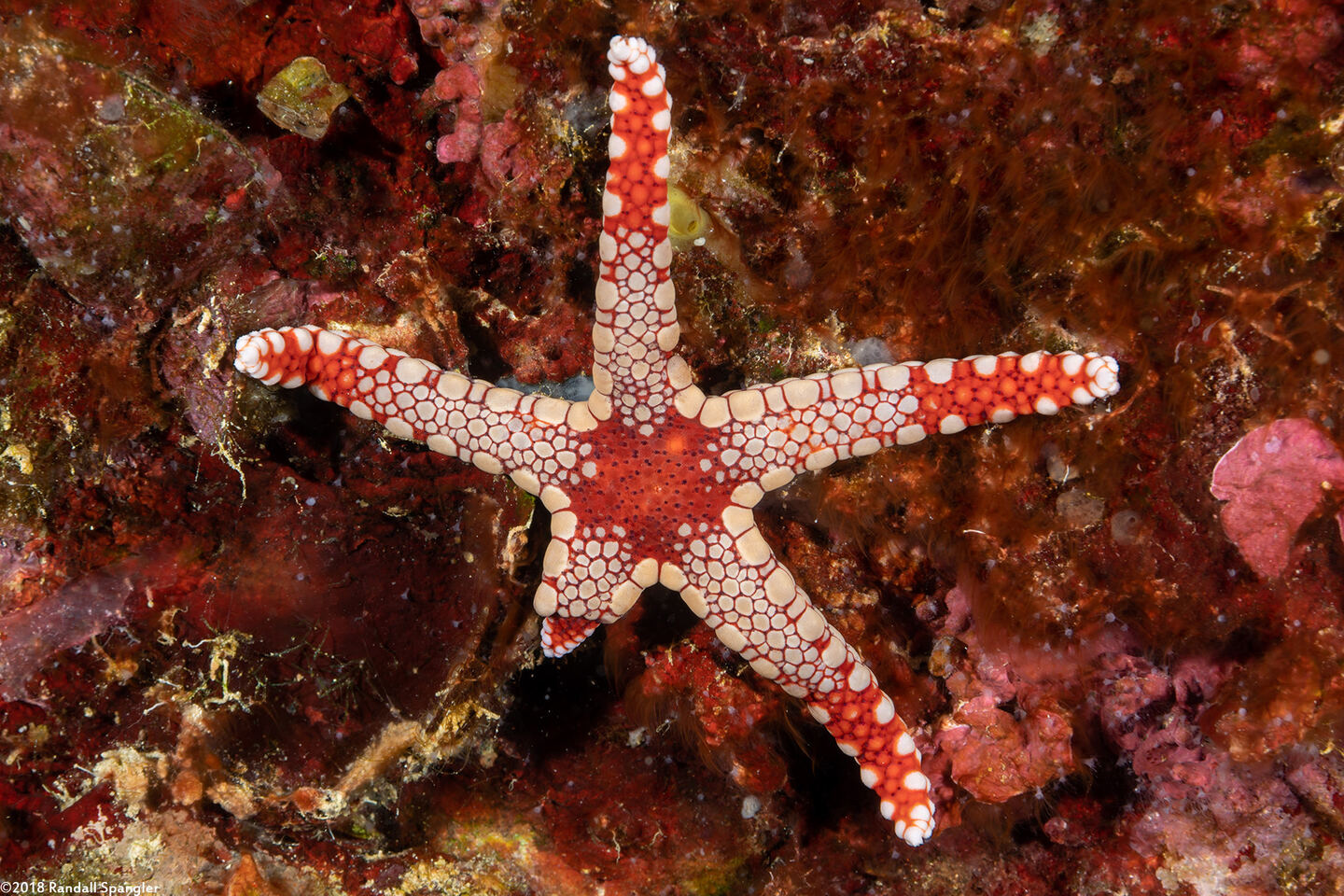 Fromia monilis (Peppermint Sea Star)