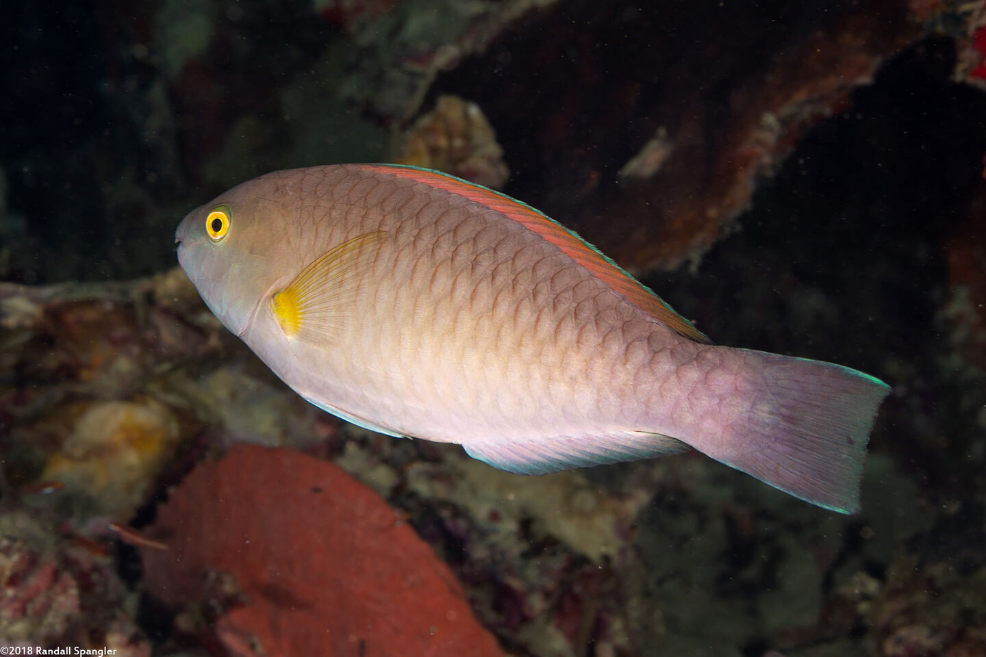 Scarus flavipectoralis (Yellowfin Parrotfish)