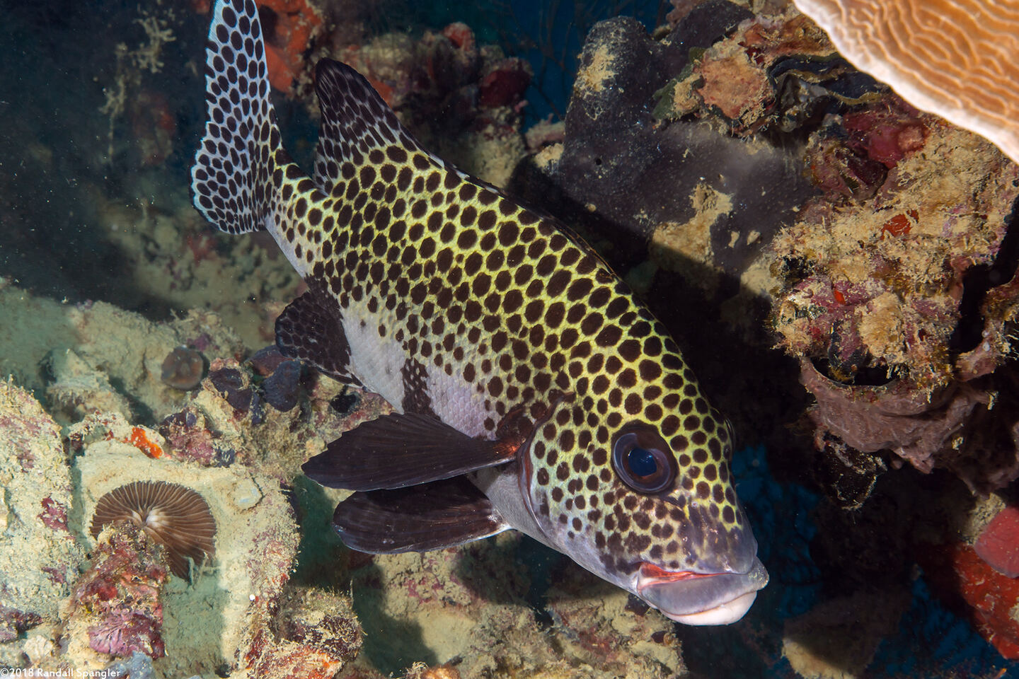 Plectorhinchus chaetodonoides (Many-Spotted Sweetlips)
