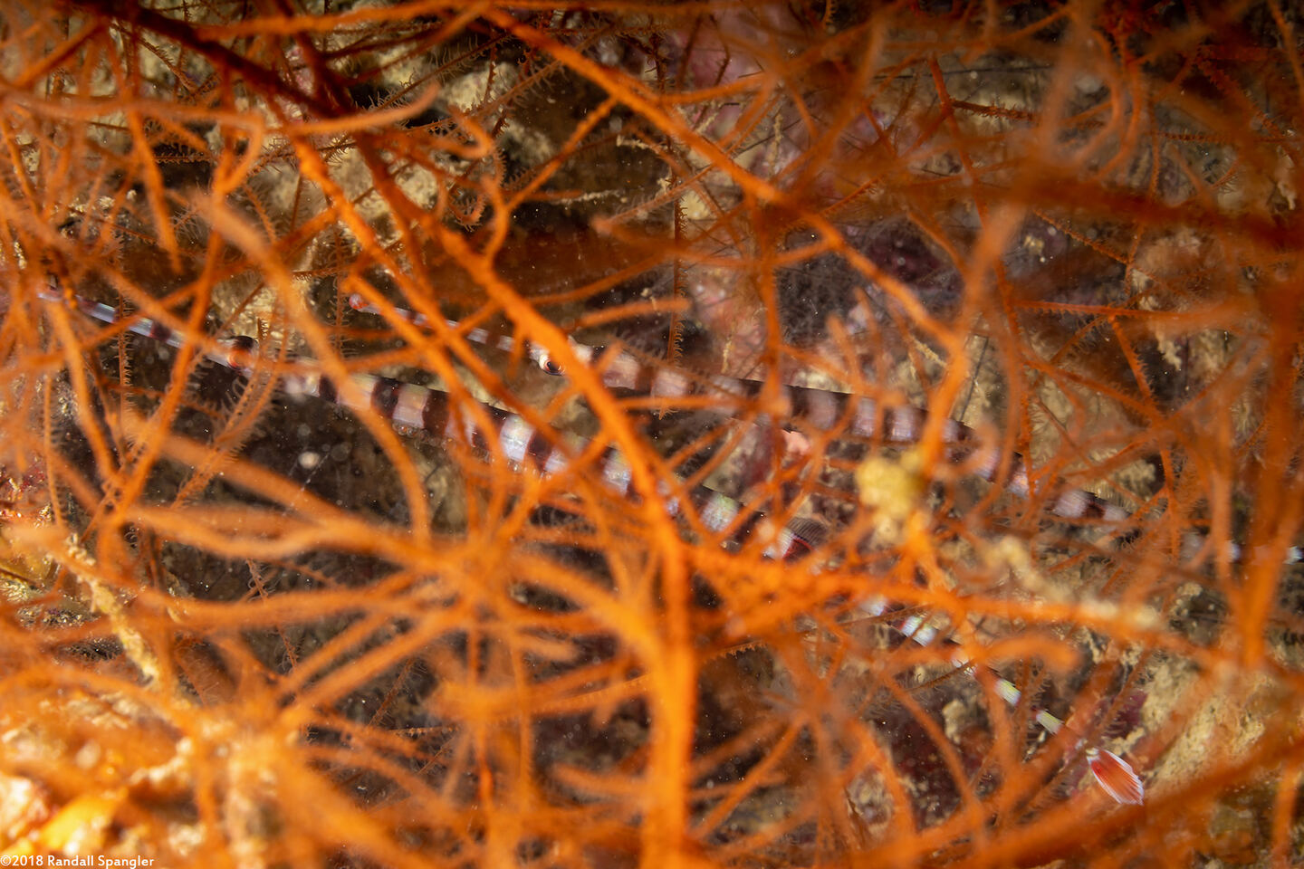 Dunckerocampus dactyliophorus (Ringed Pipefish)