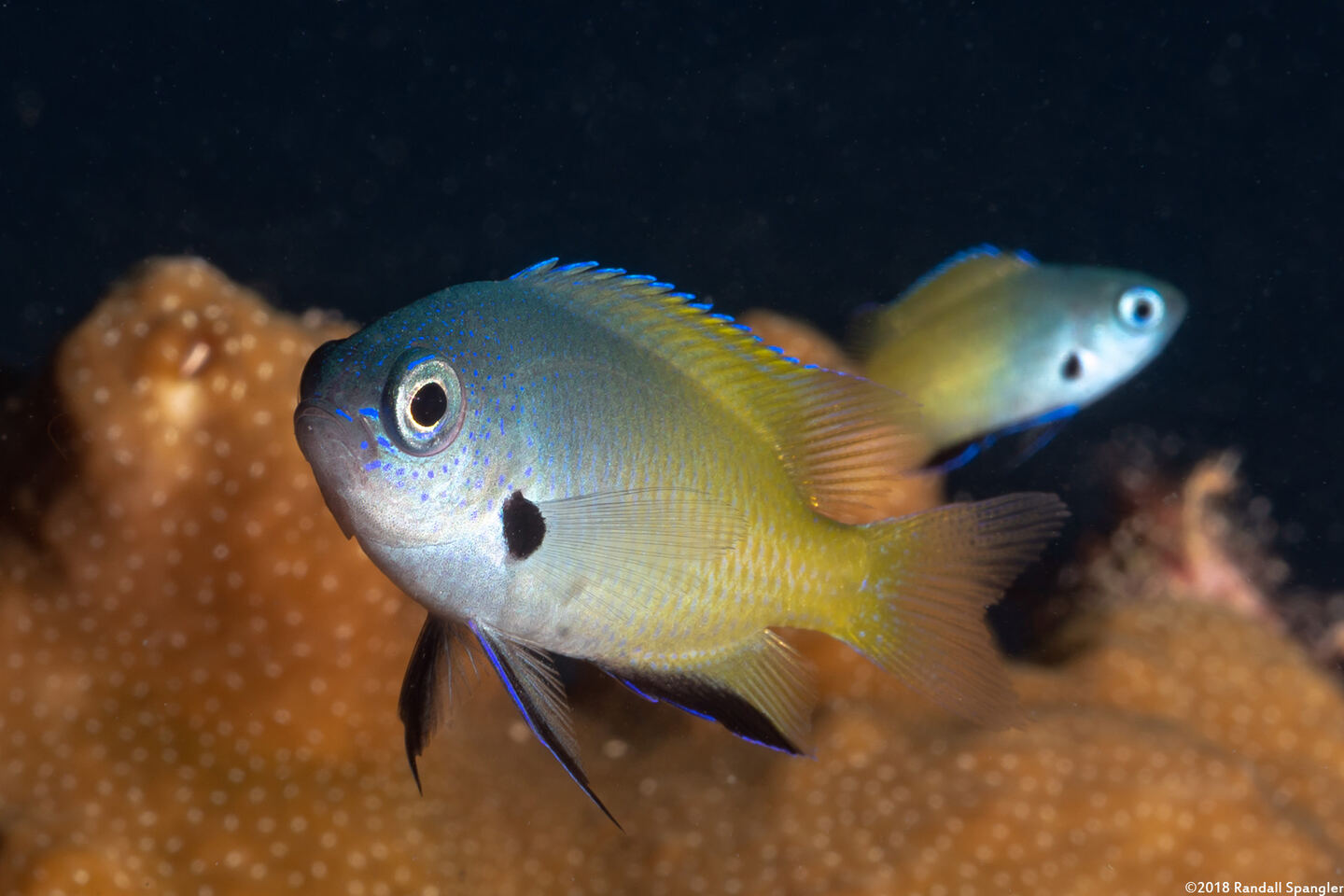 Pomacentrus nigromanus (Goldback Damsel)